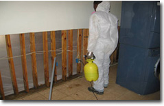 Worker spraying studs with borate solution